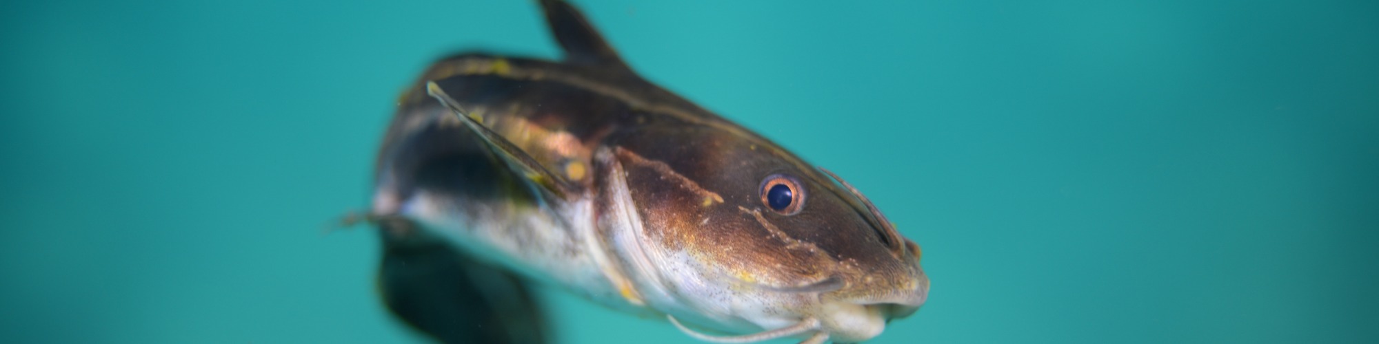 US Frozen Catfish Fillet Imports Experienced their First YoY Decline in