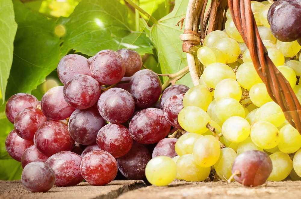 Table Grape Export Season Estimates Peru and Chile